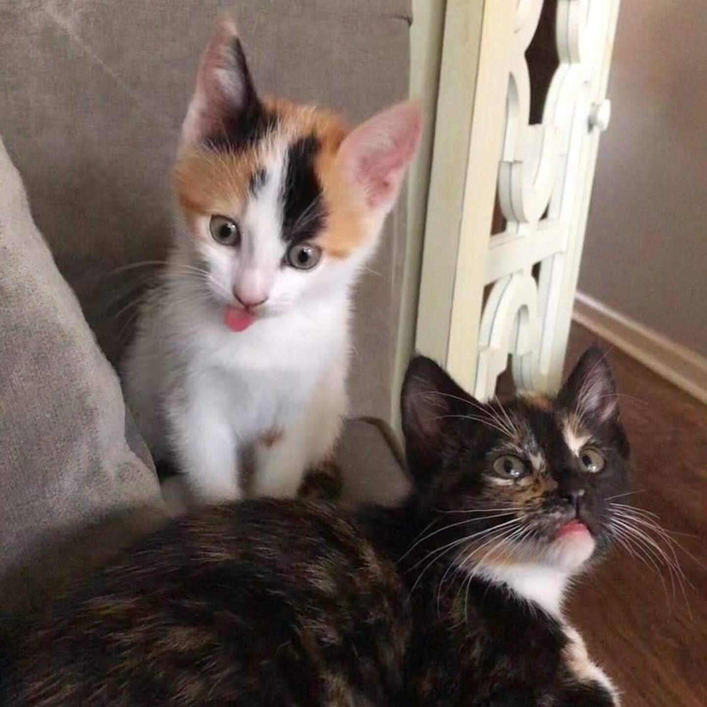 Adopt a Pet | Nesta and Sprinkles